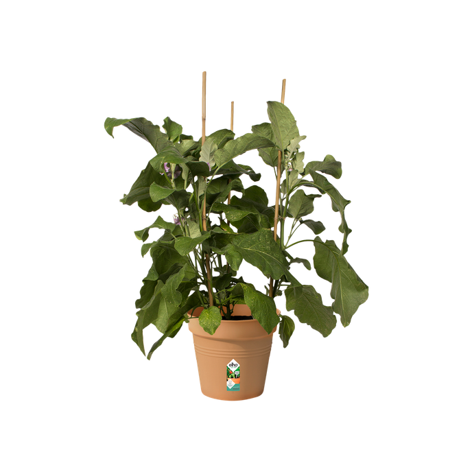green basics pot de culture 21cm terre cuite doux